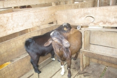 Kalawad goat