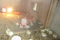 Chicks in CEADESE Poultry House