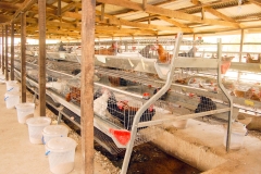 Layers in the pen at Poultry House (Interior)