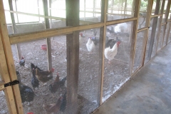 INTERIOR of the Poultry House Broiler chicks