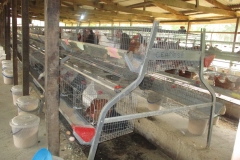 Layers in the pen at Poultry House
