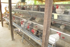 Male Chikens in the pen at CEADESE Poultry House 1