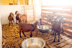 Kalahari goats in one of their rooms