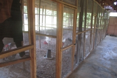 INTERIOR of the Poultry House Broiler chicks