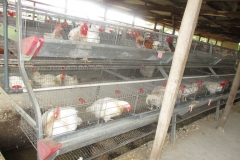Male Chikens in the pen at CEADESE Poultry House